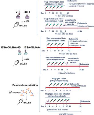 Cruzipain Sulfotopes-Specific Antibodies Generate Cardiac Tissue Abnormalities and Favor Trypanosoma cruzi Infection in the BALB/c Mice Model of Experimental Chagas Disease